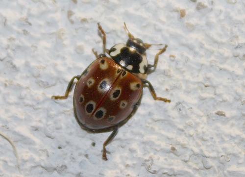 Réf. 198 020 : Anatis ocellata